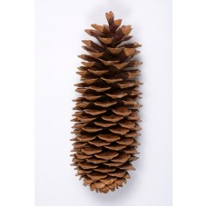 SUGAR PINE CONE NATURAL 9"-14"-